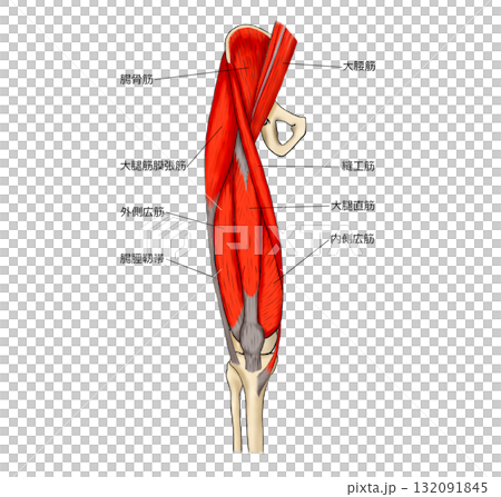 大腿部前面の筋肉 大腿部前面の筋肉 132091845