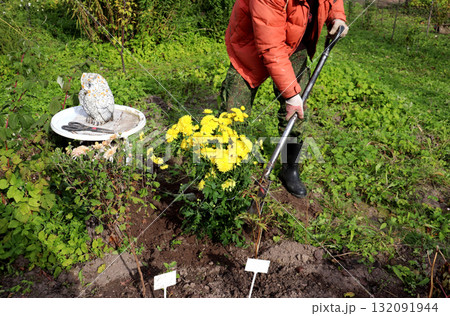 A pensioner compacts the soil around a bush of yellow chrysanthemums with a shovel 132091944