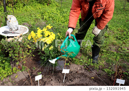 A pensioner waters a bush of freshly planted yellow chrysanthemums in a garden flowerbed 132091945