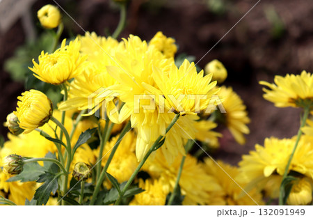 Bright yellow chrysanthemum flowers with buds in a garden flowerbed 132091949