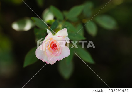 朝のひとひら 132091986