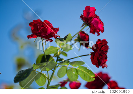 青空に舞う情熱 132091999