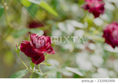 静かな誇り 静かな誇り 132092000