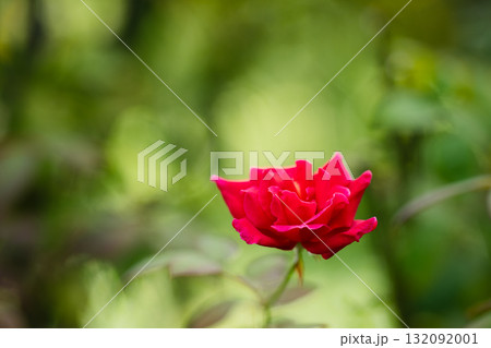 緑に映える赤い詩 132092001