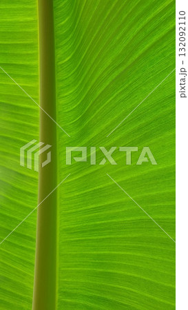 Vein texture of banana leaf, Nature Backgrounds. 132092110