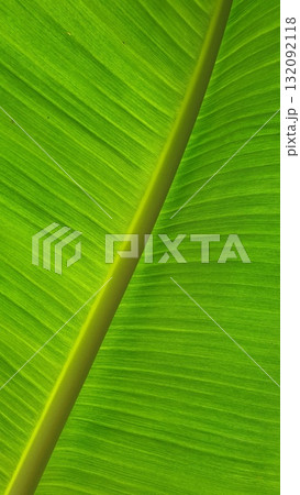 Vein texture of banana leaf, Nature Backgrounds. Vein texture of banana leaf, Nature Backgrounds. 132092118
