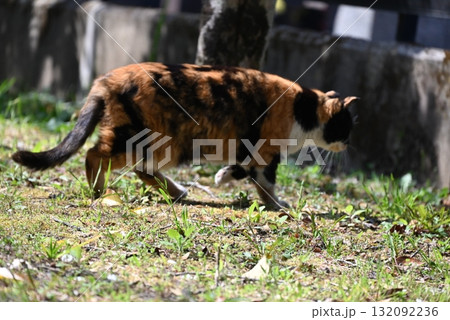暖かい日差しのなか遊歩道でくつろぐ野良猫 132092236