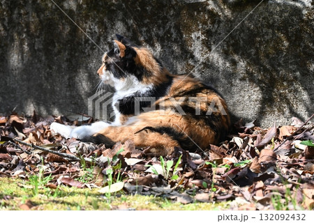 暖かい日差しのなか遊歩道でくつろぐ野良猫 132092432