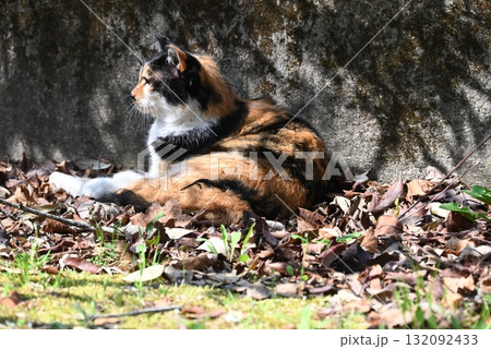 暖かい日差しのなか遊歩道でくつろぐ野良猫 132092433