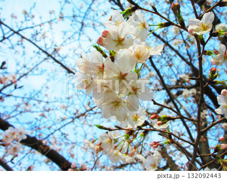 春のソメイヨシノが咲いている満開の風景 春のソメイヨシノが咲いている満開の風景 132092443