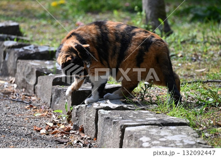 暖かい日差しのなか遊歩道でくつろぐ野良猫 暖かい日差しのなか遊歩道でくつろぐ野良猫 132092447