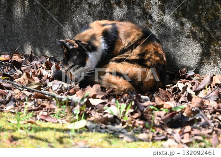 暖かい日差しのなか遊歩道でくつろぐ野良猫 132092461