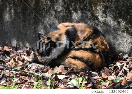 暖かい日差しのなか遊歩道でくつろぐ野良猫 132092462