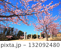 観音崎公園・花の広場のオブジェと河津桜 132092480