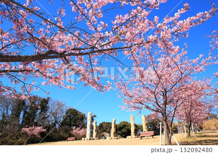 観音崎公園・花の広場のオブジェと河津桜 132092480