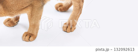 Close-up of cat paws on white background showing brown fur and claws 132092613