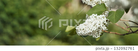 Close-up of white lilac flowers on branch with green leaves and blurred 132092761
