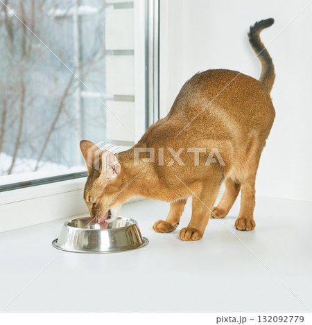 Abyssinian cat drinking water from metal bowl on windowsill in bright room 132092779