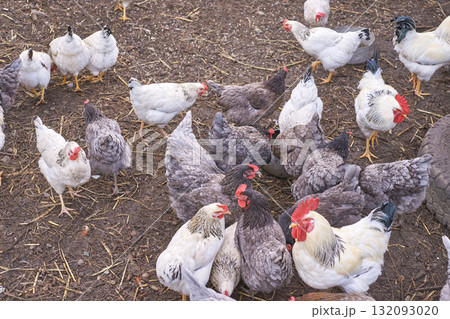 Flock of various chickens and roosters on dirt ground in farmyard setting 132093020