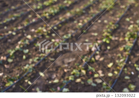 Close-up of freshly planted sprouts with drip irrigation system in fertile soil Close-up of freshly planted sprouts with drip irrigation system in fertile soil 132093022