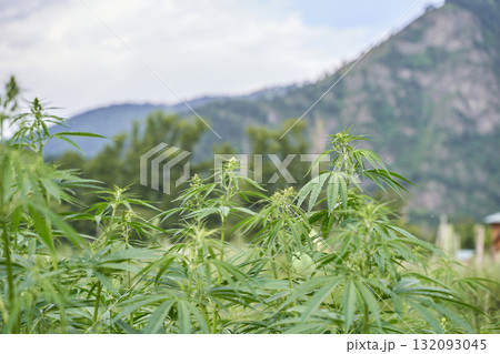Lush green cannabis plants growing in mountainous landscape under clear blue sky Lush green cannabis plants growing in mountainous landscape under clear blue sky 132093045