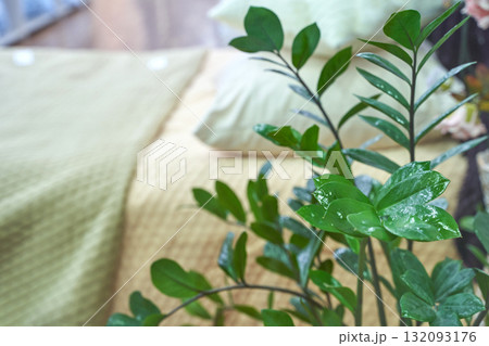 Close-up of vibrant green indoor plant with textured yellow bedspread 132093176