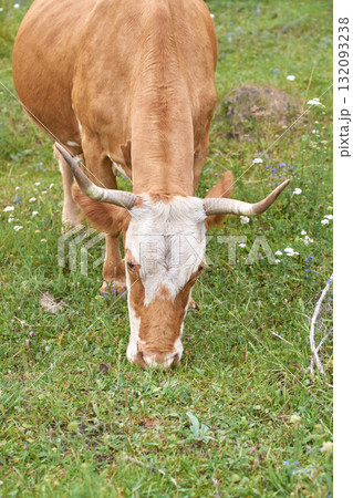 Brown cow grazing in a wildflower meadow on a sunny day with green grass 132093238