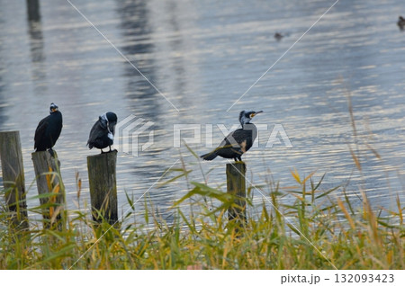 繁殖期の「カワウ」(東京港野鳥公園/東京都大田区東海3丁目) 繁殖期の「カワウ」(東京港野鳥公園/東京都大田区東海3丁目) 132093423