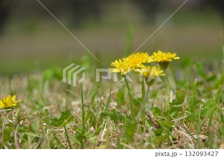 たんぽぽ（岐阜県不破郡関ケ原町） 132093427