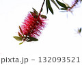 赤いブラシノキの花 132093521