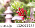 赤いブラシノキの花と石灯籠 132093522