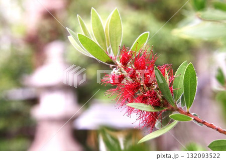 赤いブラシノキの花と石灯籠 132093522