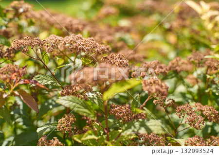 Vibrant brown flower cluster blooming in sunlit garden with lush green foliage Vibrant brown flower cluster blooming in sunlit garden with lush green foliage 132093524