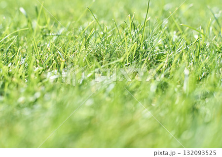Close-up view of fresh green grass blades in sunlight with dew drops on a sunny Close-up view of fresh green grass blades in sunlight with dew drops on a sunny 132093525
