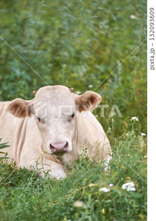 Calm white cow resting in lush green field surrounded by wildflowers on a sunny Calm white cow resting in lush green field surrounded by wildflowers on a sunny 132093609