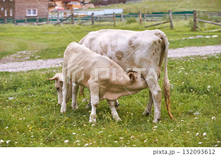Cow calf nursing in lush field with wildflowers and wooden fence backdrop Cow calf nursing in lush field with wildflowers and wooden fence backdrop 132093612