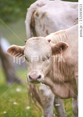 Young calf grazing in green pasture with nearby cow on a farm Young calf grazing in green pasture with nearby cow on a farm 132093613