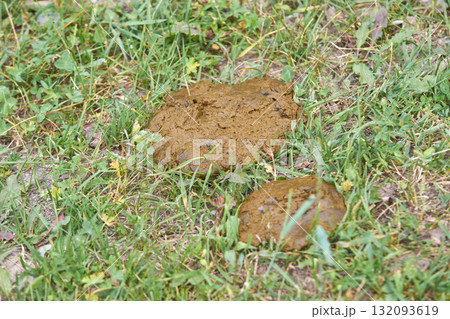 Fresh cow dung on green grass in a pasture setting during daylight Fresh cow dung on green grass in a pasture setting during daylight 132093619