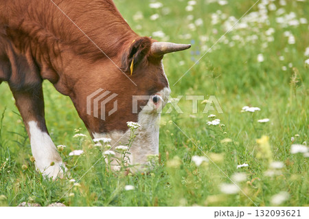 Brown cow grazing in lush green meadow with wildflowers on a sunny day Brown cow grazing in lush green meadow with wildflowers on a sunny day 132093621