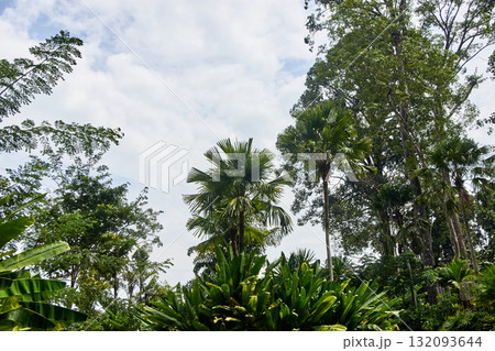 Lush tropical jungle with palm trees and dense green foliage under cloudy sky Lush tropical jungle with palm trees and dense green foliage under cloudy sky 132093644