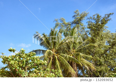 Tropical palm trees swaying against a clear blue sky in a vibrant natural Tropical palm trees swaying against a clear blue sky in a vibrant natural 132093652