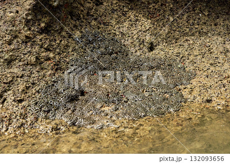 Natural barnacle colony on rocky shoreline with ocean textures and marine life Natural barnacle colony on rocky shoreline with ocean textures and marine life 132093656