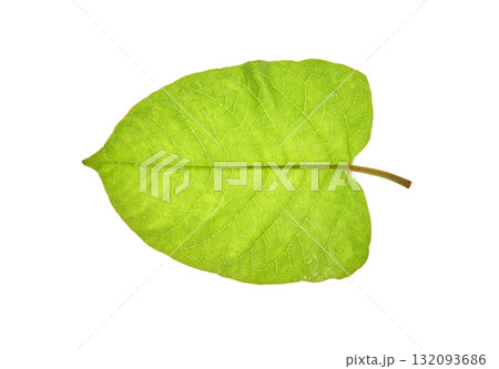 Vibrant green leaf with detailed veins on white background 132093686