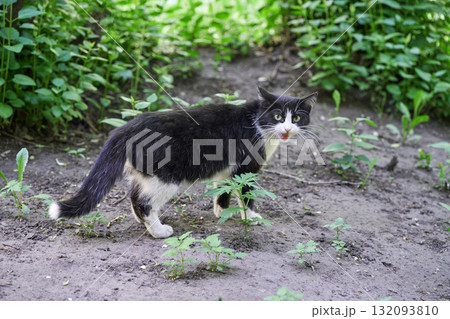 Black and white cat exploring outdoors in green garden setting with curious Black and white cat exploring outdoors in green garden setting with curious 132093810