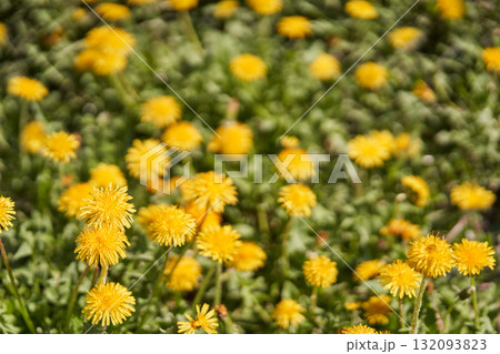 Bright yellow dandelions in a lush green meadow under sunshine 132093823