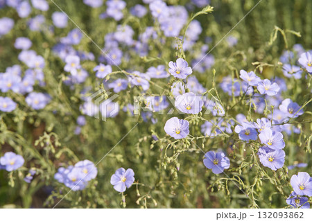 Blooming field of delicate purple flax flowers in natural sunlight 132093862