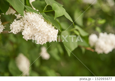 Close up of blooming white lilac flowers with green leaves in springtime garden Close up of blooming white lilac flowers with green leaves in springtime garden 132093877