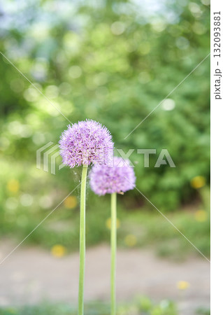 Purple allium flowers blooming in a lush green garden setting during a sunny day Purple allium flowers blooming in a lush green garden setting during a sunny day 132093881