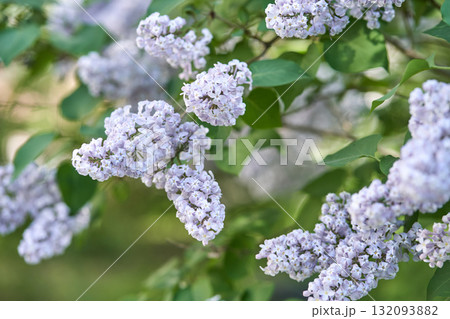 Lush lilac blooms on a sunny day close up of lavender flowers and green leaves 132093882