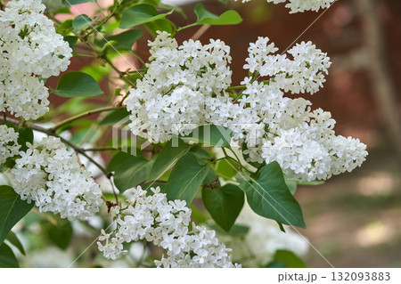 Close up of blooming white lilac flowers on a sunny day in a garden setting Close up of blooming white lilac flowers on a sunny day in a garden setting 132093883